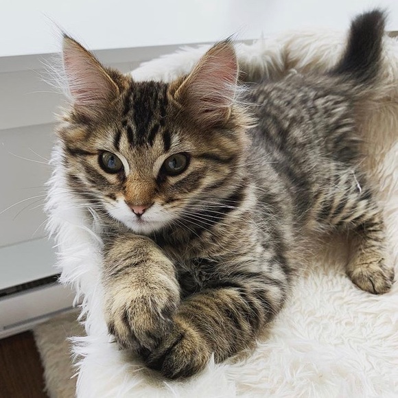 Meet your Posher, Taylor - Picture 1 of 1